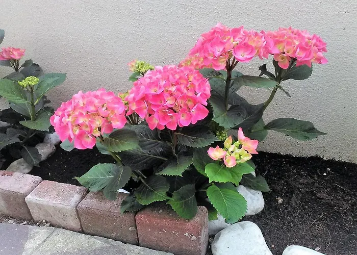 Готель Orchidea