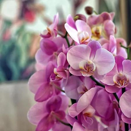 Orchidea 3* باردولينو