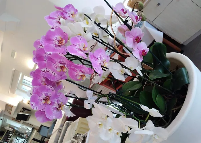 Отель Orchidea