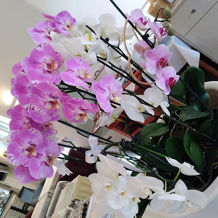 Отель Orchidea